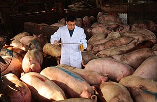 Kiểm tra nồng độ "bột thịt nạc" tại các trang trại nuôi lợn ở Trung Quốc.